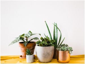 house plants, succulents, aloe